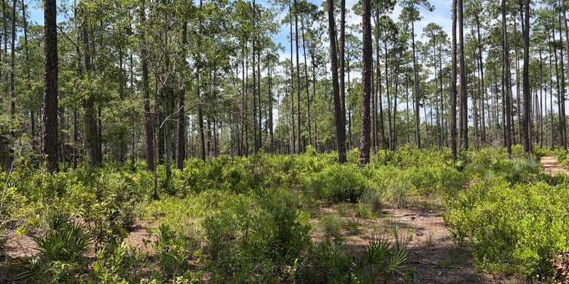 The featured photo for Flatwoods Fire Trail