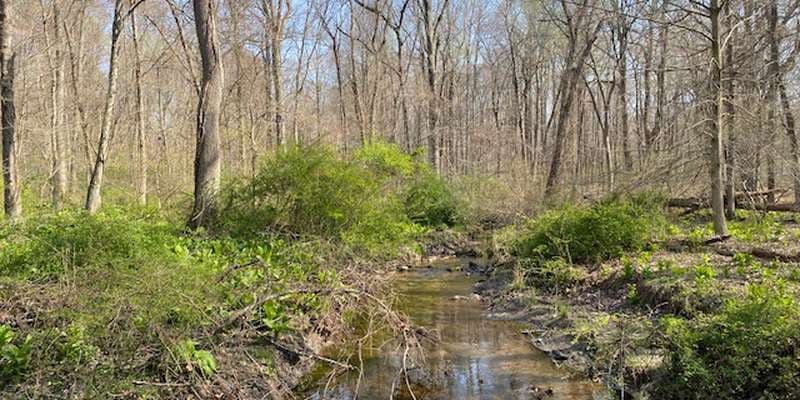 The featured photo for GLT Converse Brook Preserve