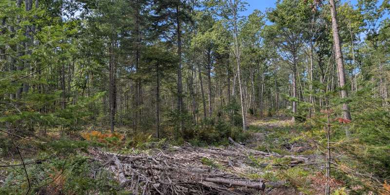 The featured photo for Bliss Woods Preserve
