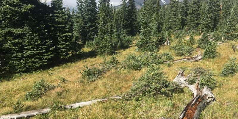 The featured photo for Subalpine