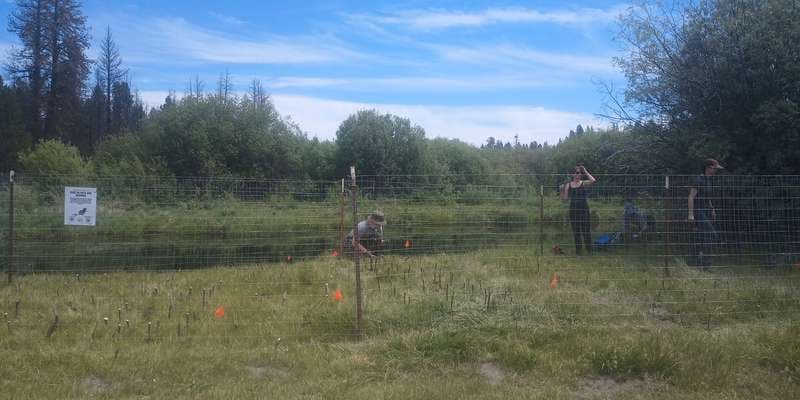 The featured photo for Collier Memorial Park BeaverHOOD Planting