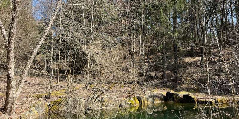 The featured photo for Cary Institute Fern Glen