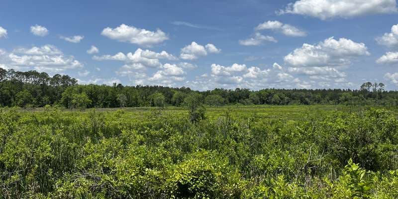 The featured photo for Little Orange Creek Preserve
