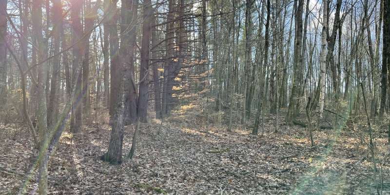 The featured photo for Great Bay, Upper Peverly Boardwalk - Vernal Pools
