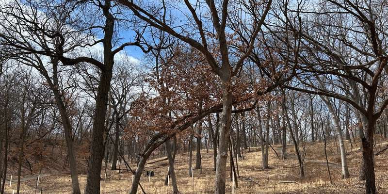 The featured photo for Ford Park woodland restoration