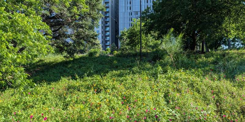 The featured photo for Rainey Trailhead Meadow