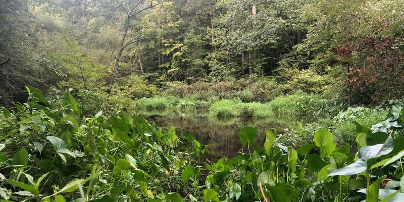 The featured photo for Dora Kelley Nature Park