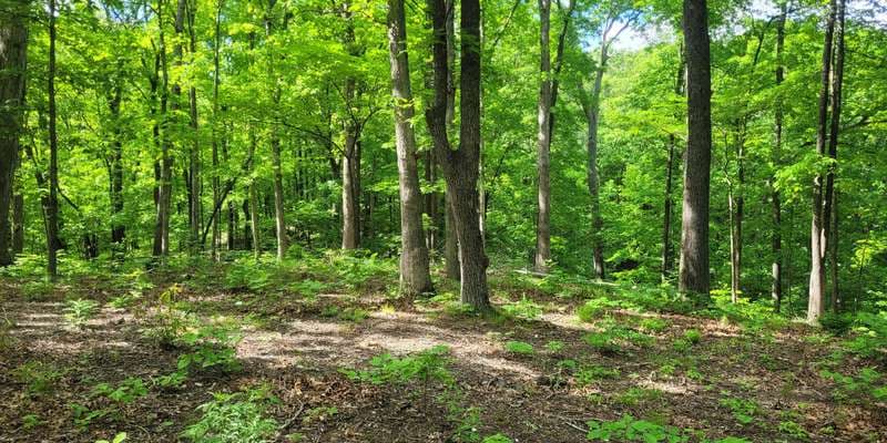 The featured photo for Farkleberry Knob