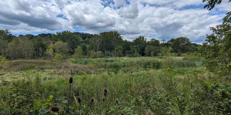 The featured photo for Wingfield Pines