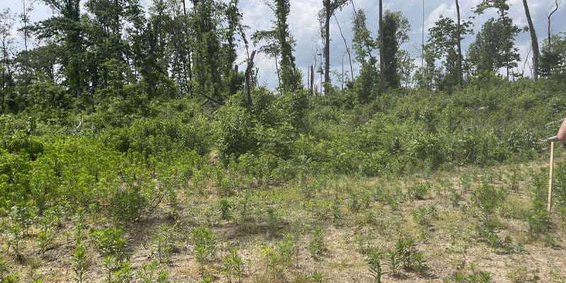 The featured photo for Lower dune post "P"