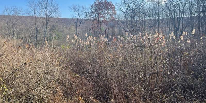 The featured photo for Loch Lothian at Mid-Lothian Mines Park