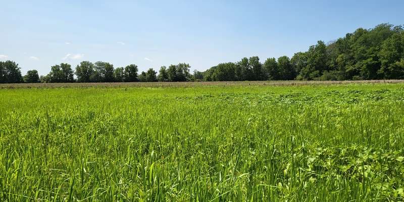 The featured photo for Rotary Riverside Preserve