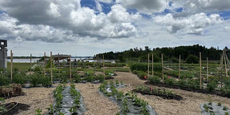 The featured photo for IEM Gardens at Milbridge Commons Wellness Park