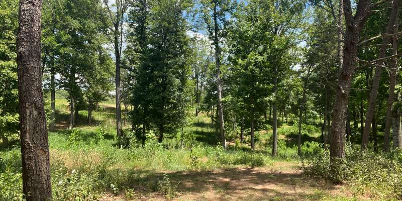 The featured photo for Panorama Natural Burial Forest