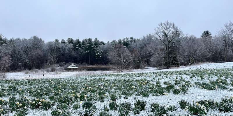 The featured photo for Field of Daffodils