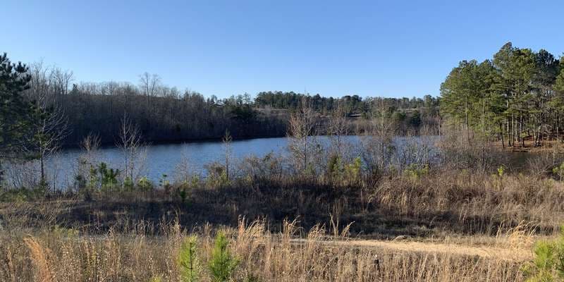 The featured photo for Wildlife Viewing Platform