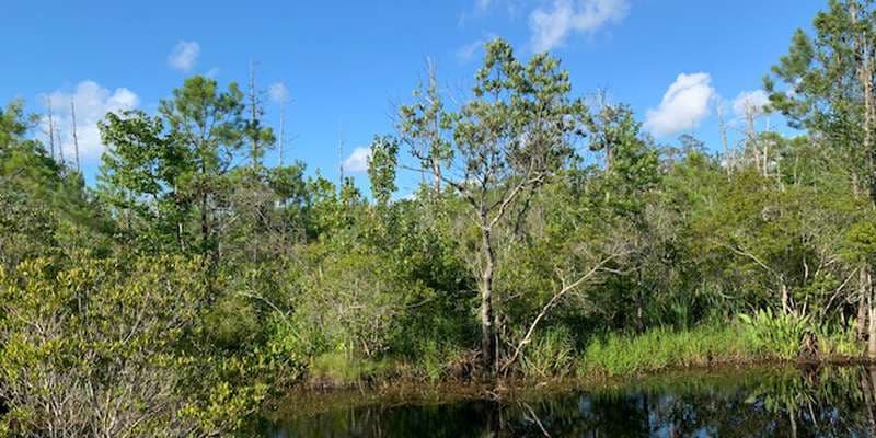 The featured photo for Sandy Ridge Trail, Alligator River National Wildlife Refuge