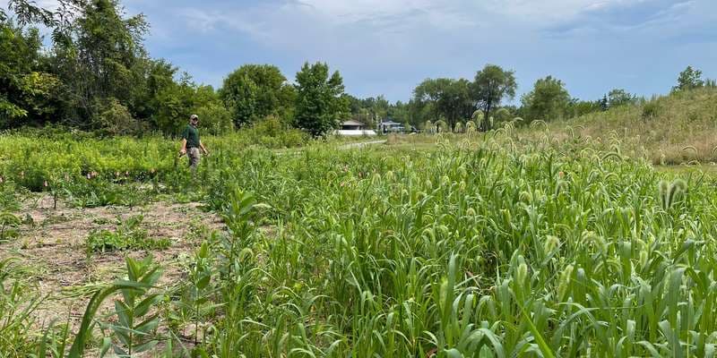 The featured photo for Schick Pollinator plot