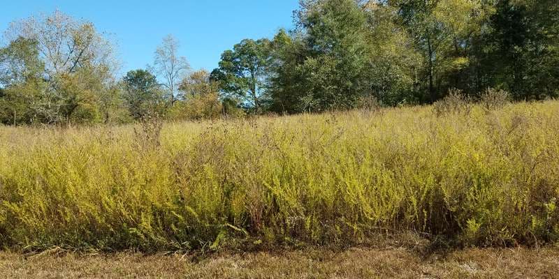 The featured photo for Governor Bridge Natural Area