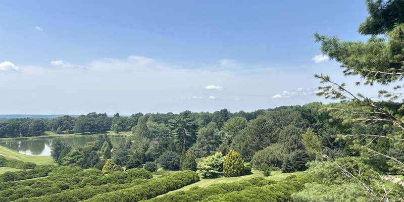 The featured photo for Hedge Letters: The Observation Tower