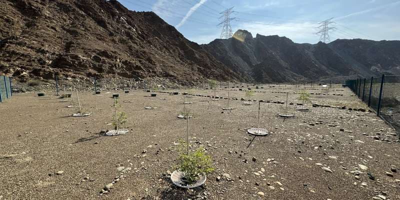 The featured photo for Wadi Wurayah Research Plot