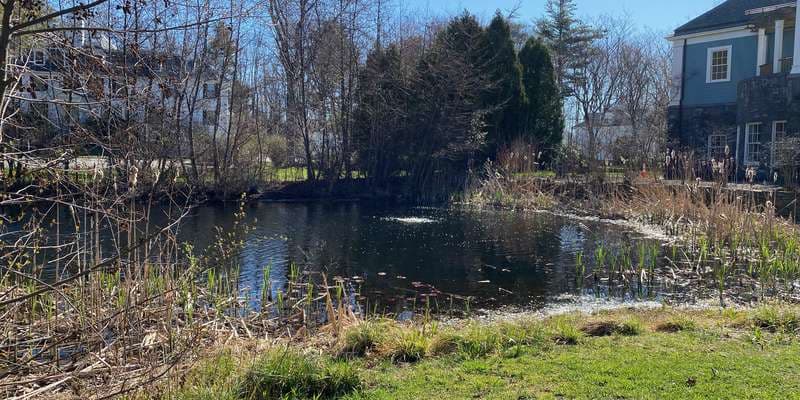 The featured photo for York Public Library Pond