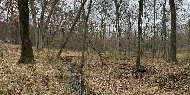 The featured photo for RUEP Understory