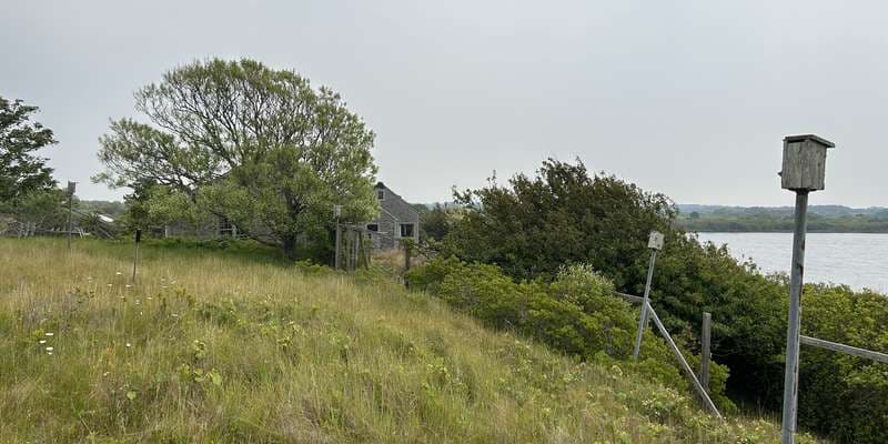 The featured photo for Resilience Restoration Project