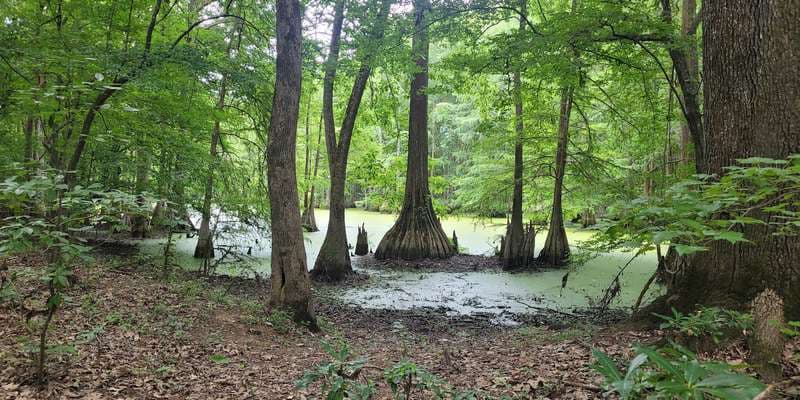 The featured photo for Lee Tartt Nature Preserve