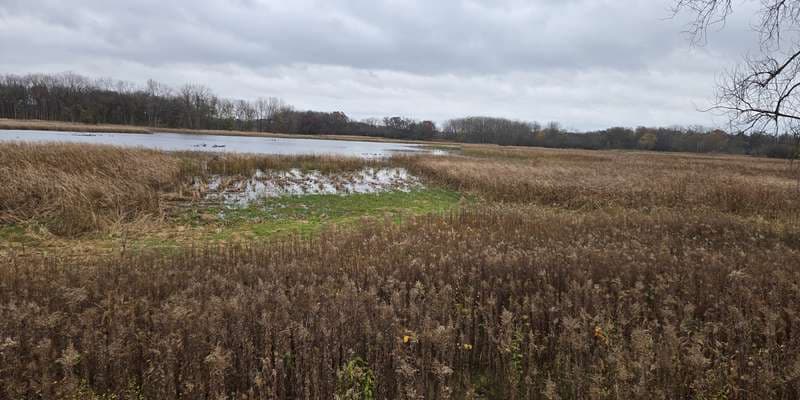 The featured photo for Black Tern Marsh West Overlook