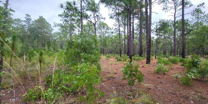 The featured photo for Halyburton Park Longleaf Pine Restoration