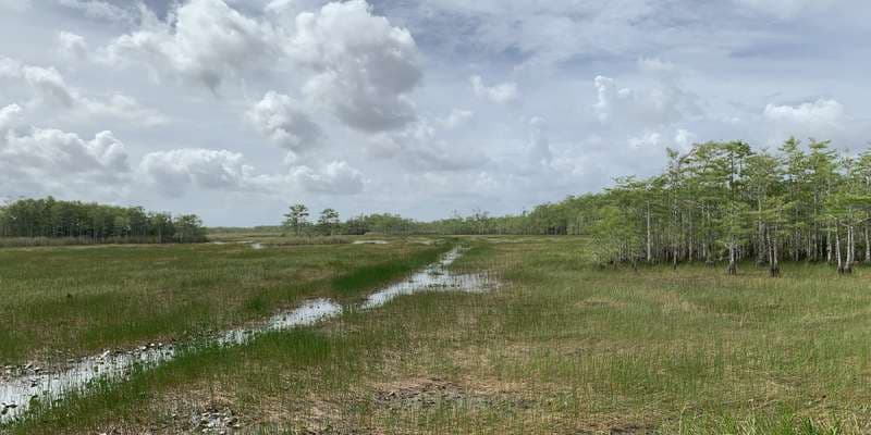 The featured photo for Grassy Waters Preserve