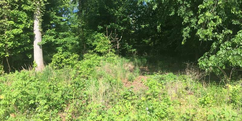 The featured photo for Native  Plant Restoration - Upland Forest