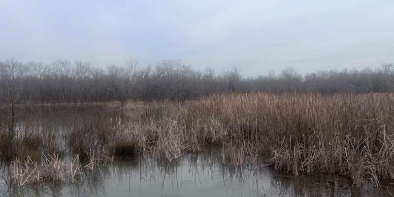 The featured photo for Blackbird Marsh at Oxley