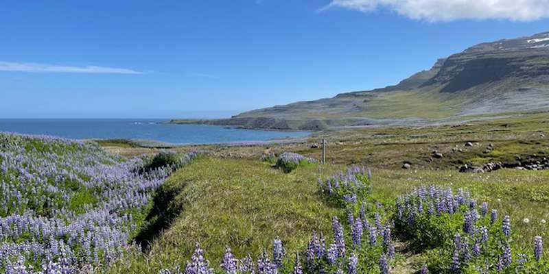 The featured photo for Skalanes TRN-003