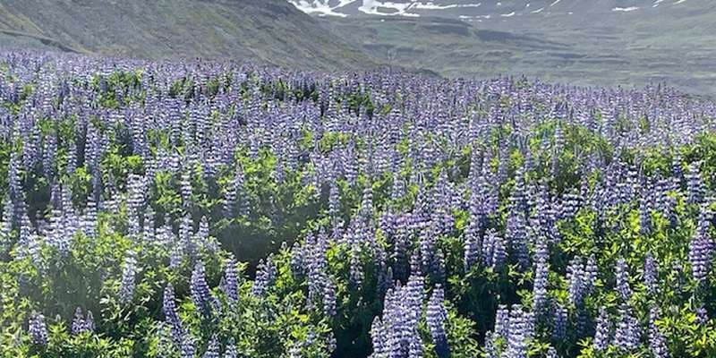 The featured photo for Skalanes TRN-002