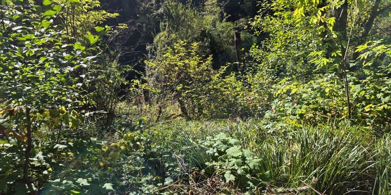 The featured photo for East 5 Riparian Cedar Grove