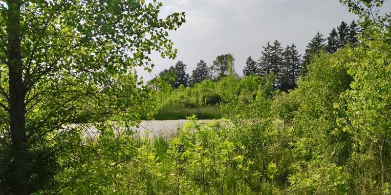 The featured photo for Paul's Pond