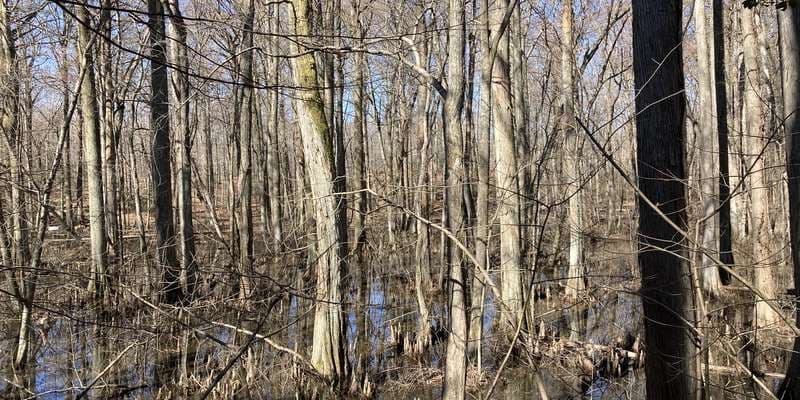 The featured photo for Battle Creek Cypress Swamp