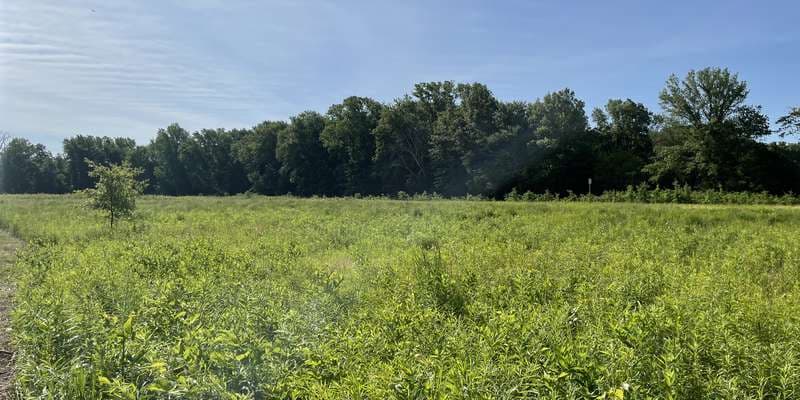 The featured photo for Wintergarden Woods