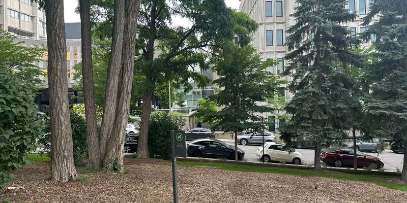 The featured photo for Student Microforest