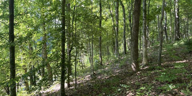 The featured photo for Hicks Creek and Alder Trail