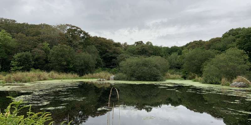 The featured photo for Red Maple Pond