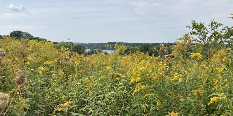 The featured photo for Stella Niagara