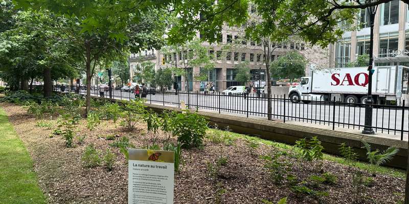 The featured photo for McLennan Library Shade Garden