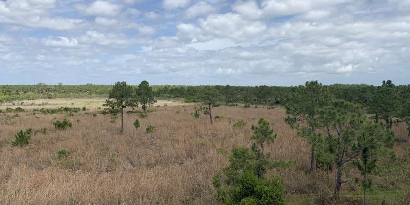 The featured photo for Loxahatchee Slough Natural Area