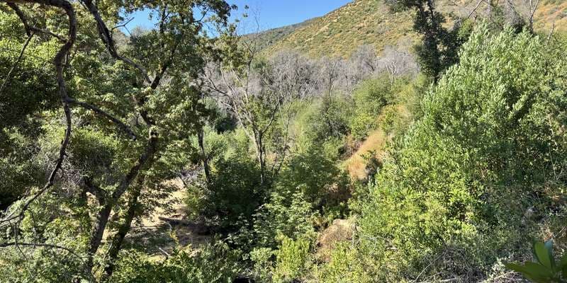 The featured photo for Homestead bigleaf maples.