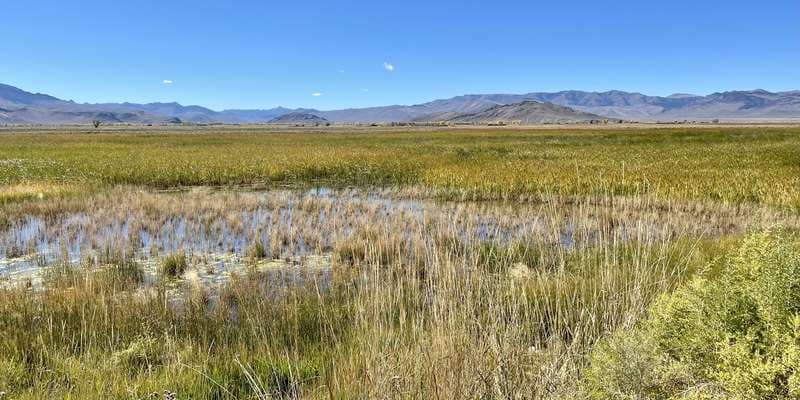 The featured photo for Chilly Slough Wetland