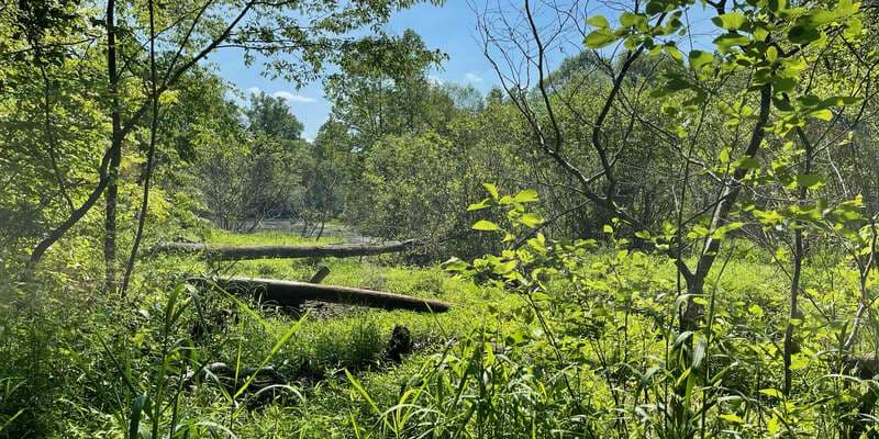 The featured photo for Little Bear Creek Bridge