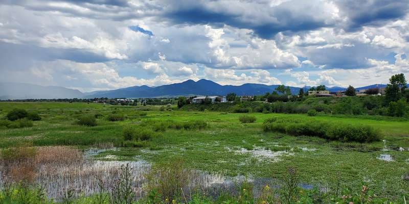 The featured photo for Northern Harrier